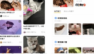 蜜糖直播app——养猫助手