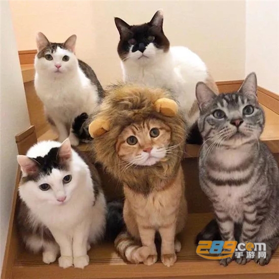 抖音一排猫咪点头表情包高清版