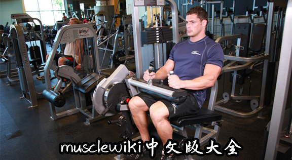 musclewiki中文版大全