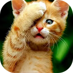 űappѰװ°v3.5.0׿