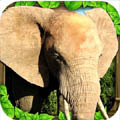 Ұģ3DWild Elephant Sim 3Dƽv1.0