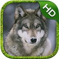 ģMHD Wolf Simulator HDv1.0