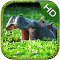 RģMHD Hippopotamus Simulator HD