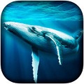 ģ3D Ocean Whale Simulator 3D