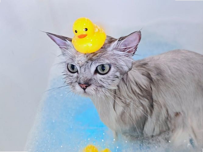 èèˮ�ƹ�����+�ɰ�è�����ڽ���ˮ�ư�Ħ����ܰ����