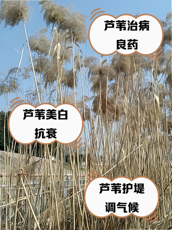 芦苇健康使用技巧