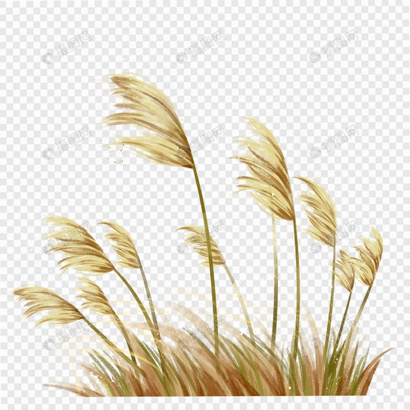 芦苇健康素材下载界面