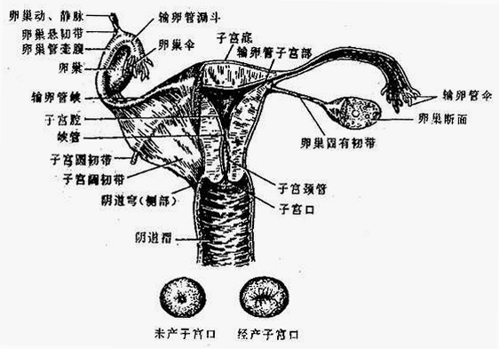 链赢使用技巧与常见问题