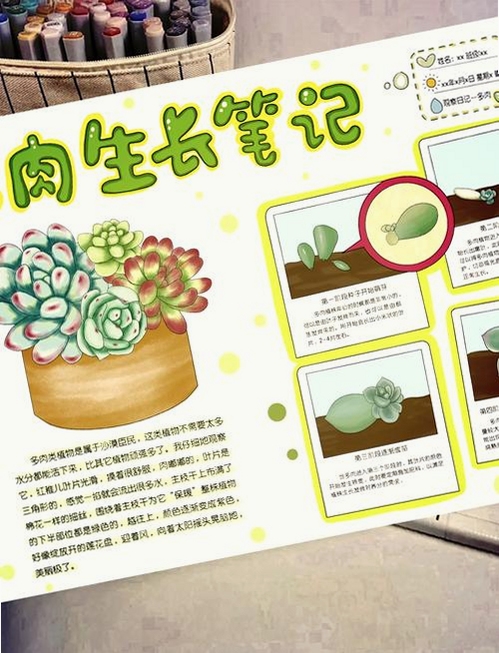 多肉植物成长日记 手抄报模板