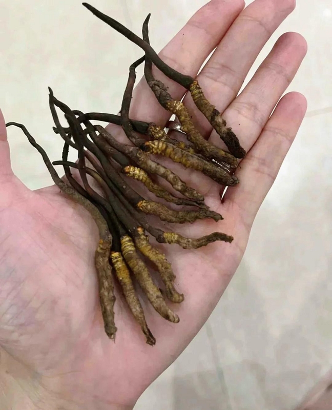 �þ�ת����׿�氲װ�̳�