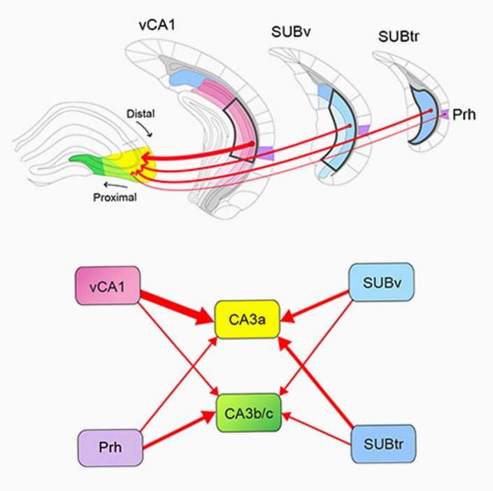 Hippocampus Core ���ܽ���