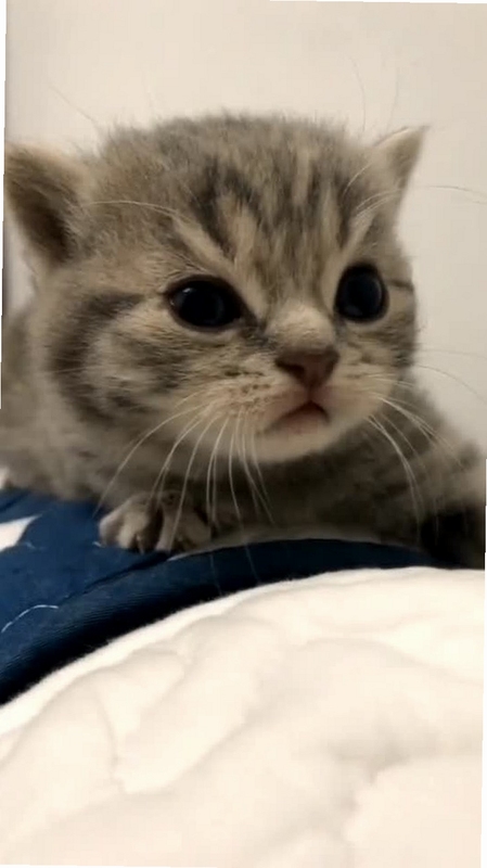 猫咪叫声吸引猫音频播放