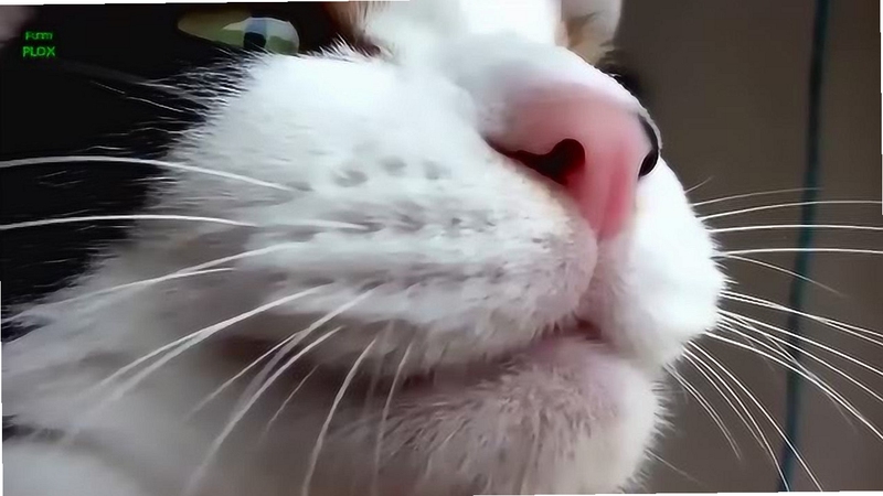 猫咪叫声mp3合集
