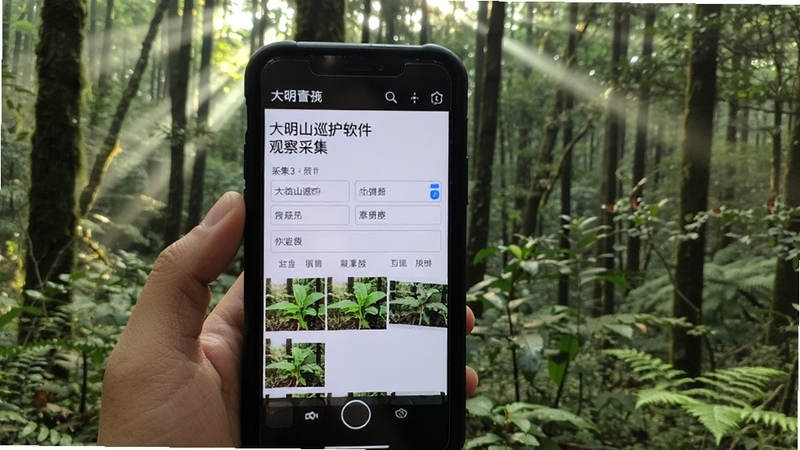 大明山巡护软件资源观察采集页面,手持手机拍摄林间珍稀植物,屏幕显示采集表单与照片缩略图,背景为大明山茂密常绿阔叶林,晨光透射,写实摄影风格