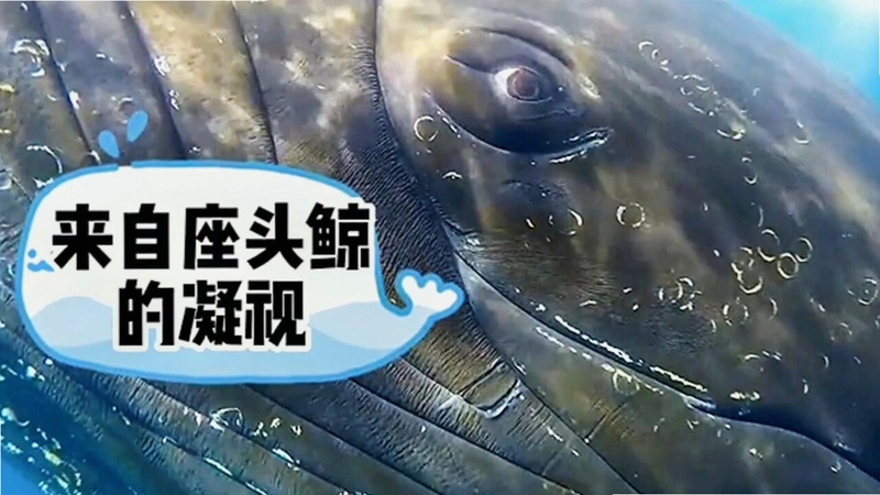 鲸渔 清理 界面