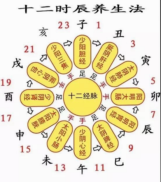 什么时辰对应什么脏器