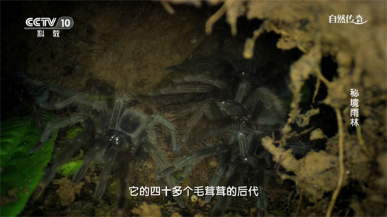 小鹦鹉电视TV下载2026最新版 小鹦鹉电视TV下载2026最新版