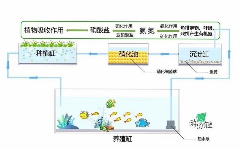 关键词必须包含 鱼菜共生按键说明,文字可概括整篇文章全部内容,用于搜索配图
