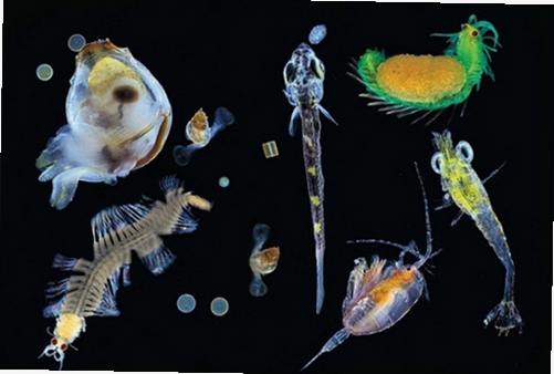 关键词必须包含 浮游生物电脑版按键说明,文字可概括整篇文章全部内容,用于搜索配图