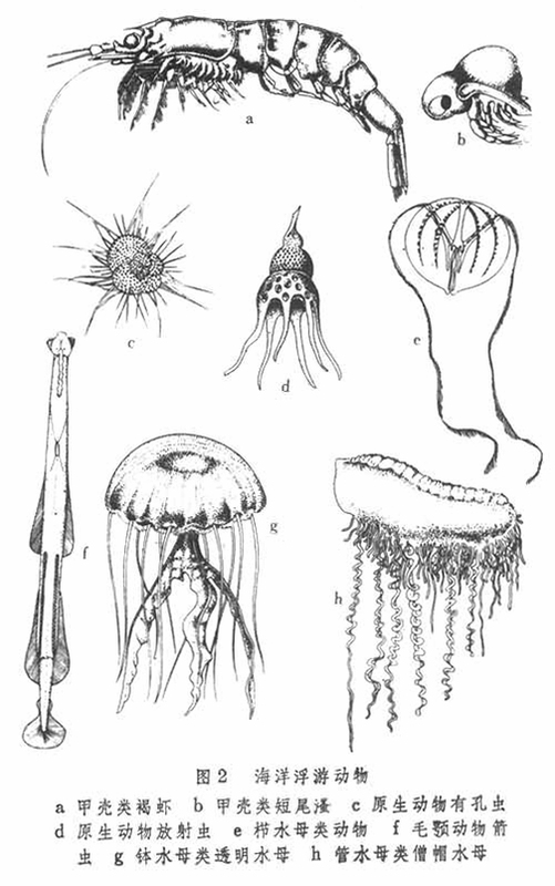 关键词必须包含 浮游生物电脑版新手入门,文字可概括整篇文章全部内容,用于搜索配图