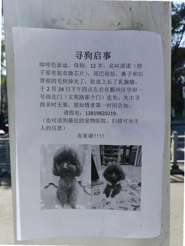 关键词必须包含 寻找泰迪电脑版,文字可概括整篇文章全部内容,用于搜索配图