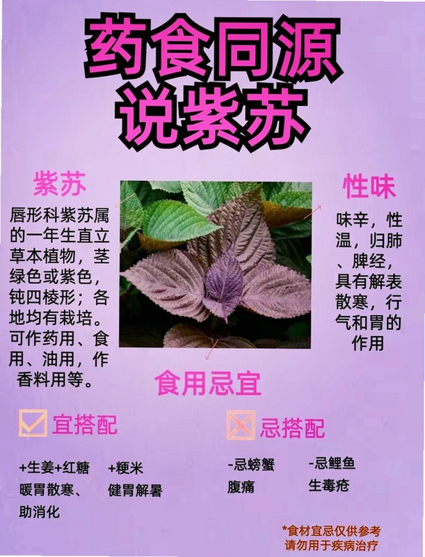 关键词必须包含 紫苏之叶电脑版新手攻略,文字可概括整篇文章全部内容,用于搜索配图