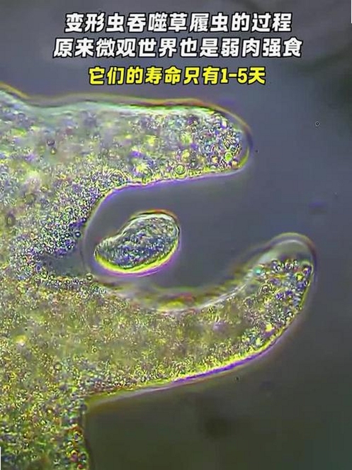 变形虫核心乐趣 闯关 吞噬 物理变形 游戏截图