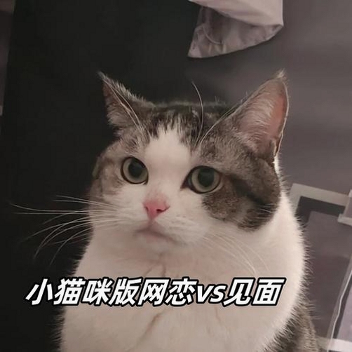 变成小猫咪电脑版摄像头虚拟猫咪互动界面,关键词:变成小猫咪电脑版