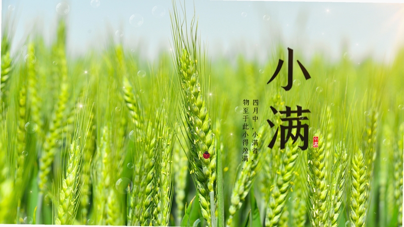 小满壁纸 使用教程