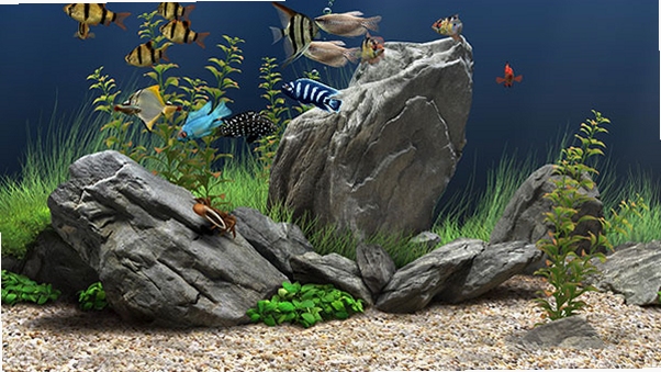 Dream Aquarium ��Ļ�����������÷���