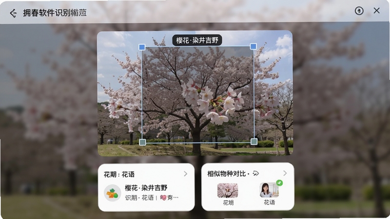 拥春软件识别樱花功能的界面截图,屏幕中央是一株盛开的樱花树照片,识别框标注“樱花染井吉野”,下方显示花期、花语以及相似物种对比,界面简洁,识别结果卡片采用圆角设计,背景虚化处理