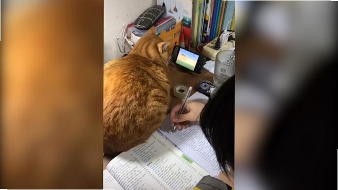 ��èѧ�� ʹ�ó��� ѧϰ���