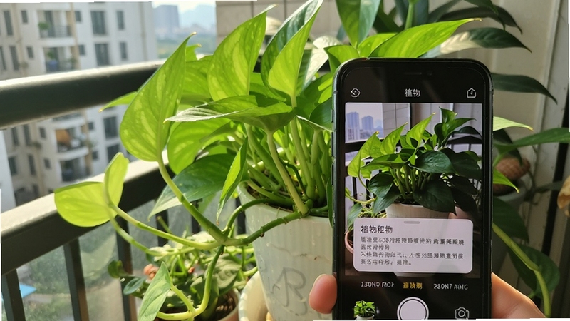 拍照查 植物识别界面 手机镜头对准一盆绿萝 屏幕上浮现出植物名称和介绍卡片 背景是阳台绿植角 阳光透过叶片 画面清新自然