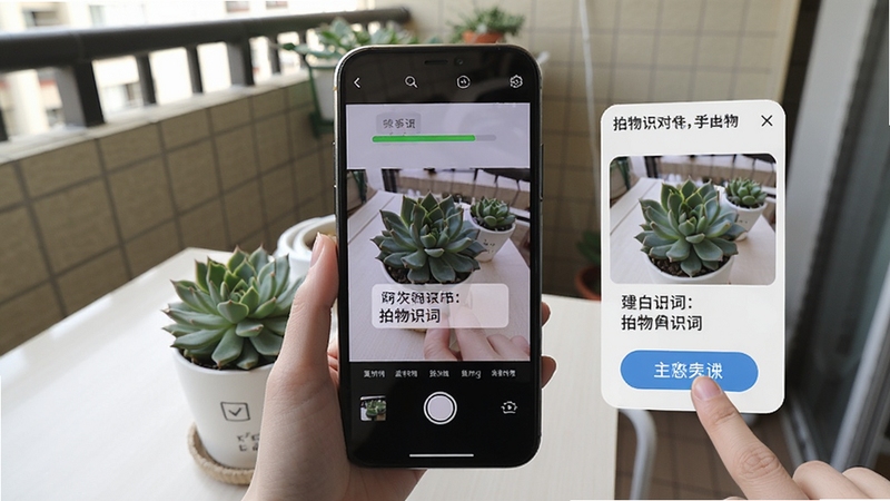 拍物识词使用教程示意图,画面展示一部手机正在拍摄桌上的多肉植物,屏幕显示识别进度条和结果预览,旁边有手指点击按钮的动作示意,背景为居家阳台环境,自然光线,风格写实清晰