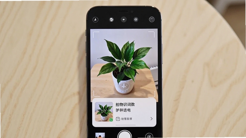 拍物识词软件界面展示,手机屏幕中央显示摄像头取景框,框内是一盆绿色植物,屏幕下方弹出识别结果卡片,背景为浅色桌面,整体风格清新简洁