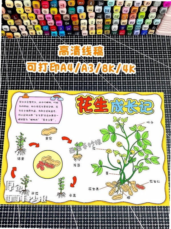 绿植日记 观察记录 手抄报 模板