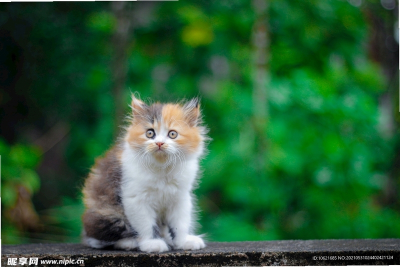 猫鼠争霸3 英雄技能界面