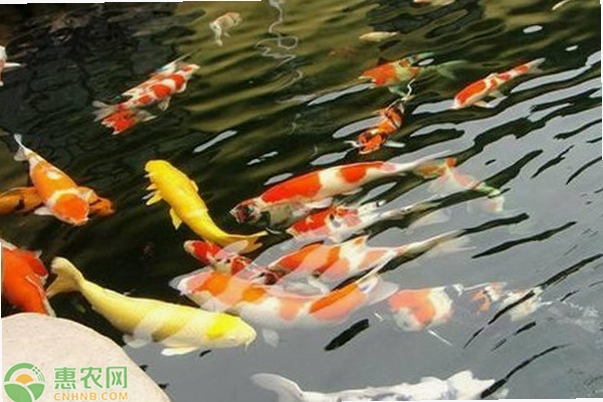锦鲤鱼塘养殖教程