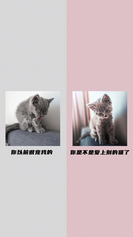 猫咪聊 聊天背景设置方法